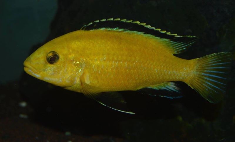 Labidochromis caeruleus 'Lion's Cove'